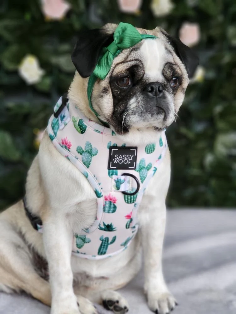 sass on point harness - Image 6