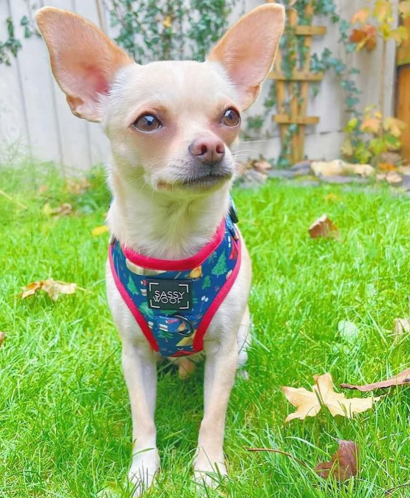Woof scout Harness - Image 3